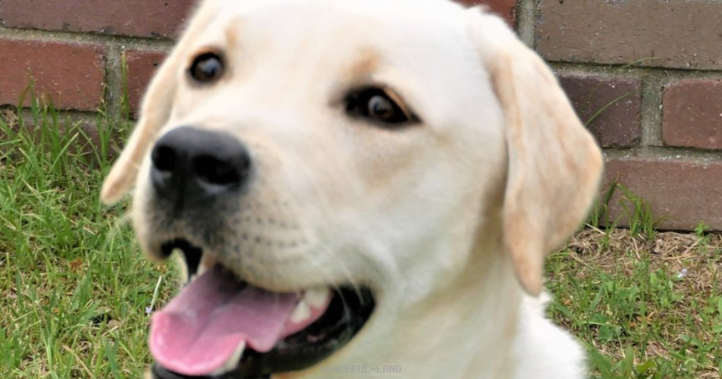 エミリー(英国血統) エミリー(英国血統)